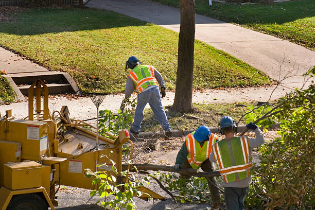 Best Tree Preservation Services  in Meron Park, CA