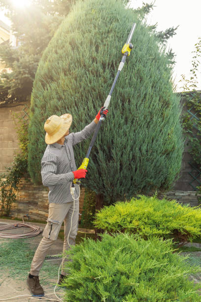 Reliable Cameron Park, CA Tree Removal Solutions