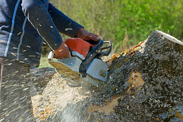 Best Leaf Removal  in Meron Park, CA